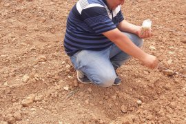 PAÜ Çal MYO’da “Sarı Altın” Üretimi için İlk Denemelere Başlandı