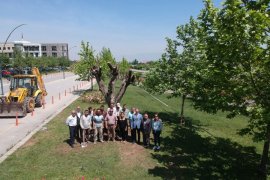 Türkiye'de ilk olan uygulama ile “Bilge Ağaçlar” PAÜ’de can bulacak