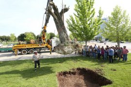 Türkiye'de ilk olan uygulama ile “Bilge Ağaçlar” PAÜ’de can bulacak