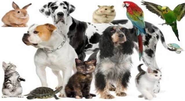 Evcil Hayvan Ticareti Yapanlara Eğitim Programı