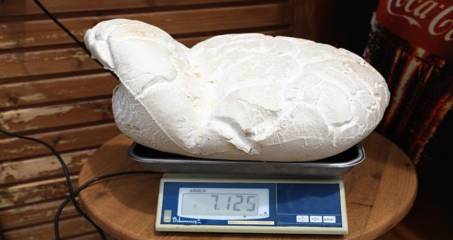 Denizli'de 7 kilo 125 gramlık dev mantar bulundu