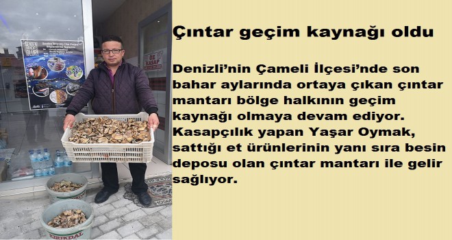 Çıntar geçim kaynağı oldu