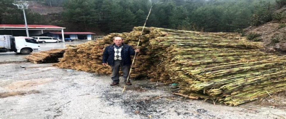 Aydın'daki kargılar Denizli'ye açıldı