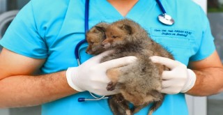 Annesi tarafından terk eden yavru tilkilere belediye sahip çıktı